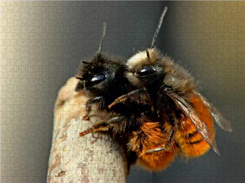 Gehörnte Mauerbienen (Osmia cornuta) bei der Paarung