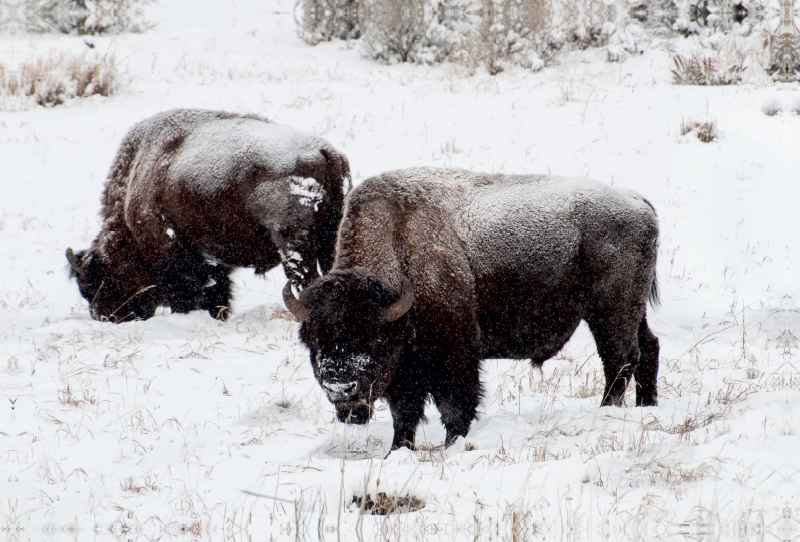 Bisons am Blacktail Plateau