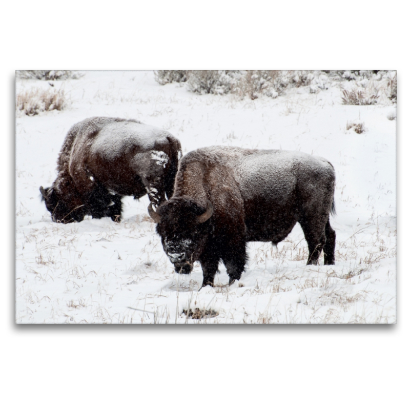 Bisons am Blacktail Plateau