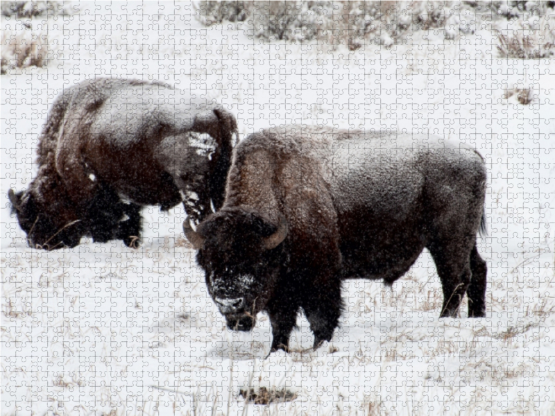 Bisons am Blacktail Plateau