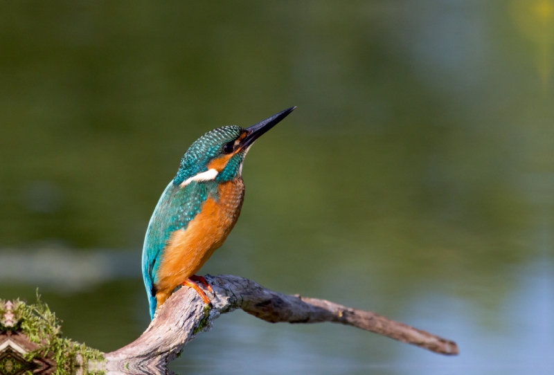 Eisvogel auf der Sitzwarte