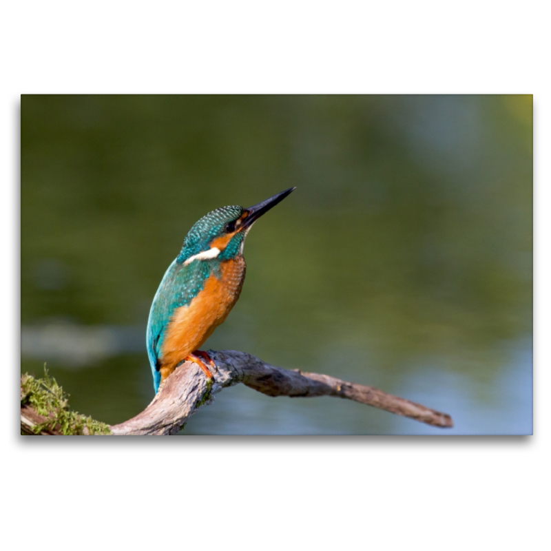 Eisvogel auf der Sitzwarte