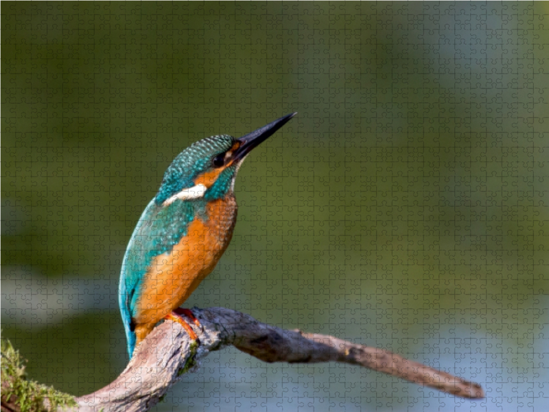 Eisvogel auf der Sitzwarte