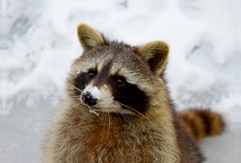 Waschbär im Schnee