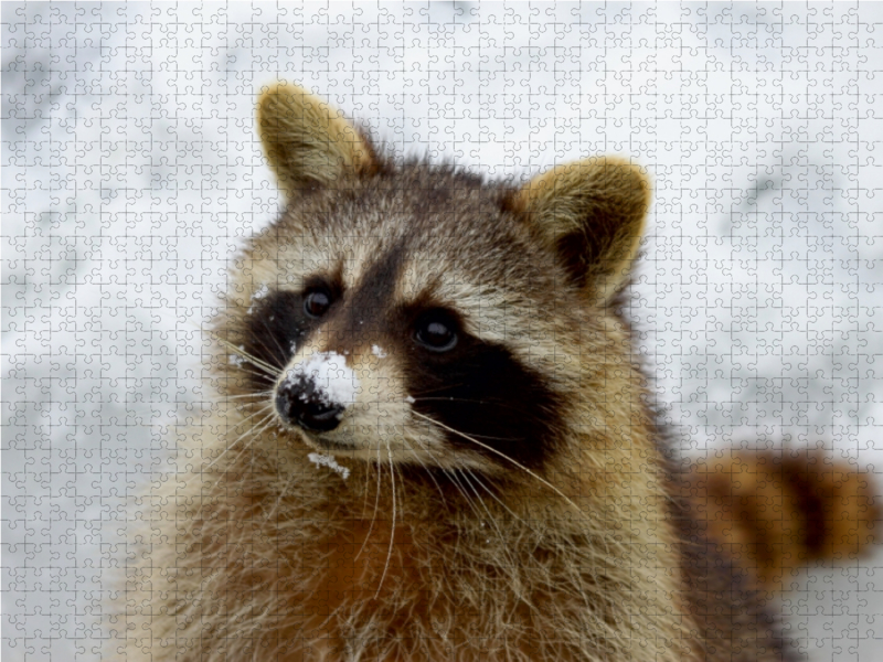 Waschbär im Schnee