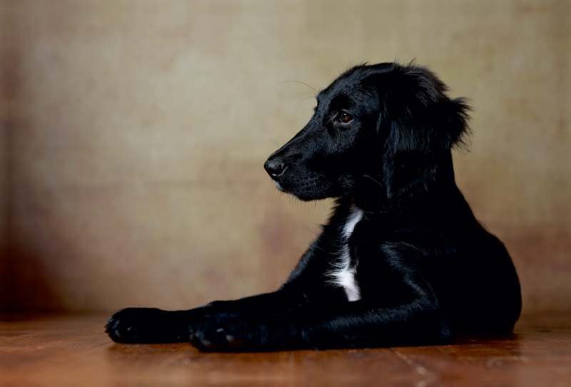 Hazel - Retriever x Labrador x Münsterländer-Mix, 14 Wochen