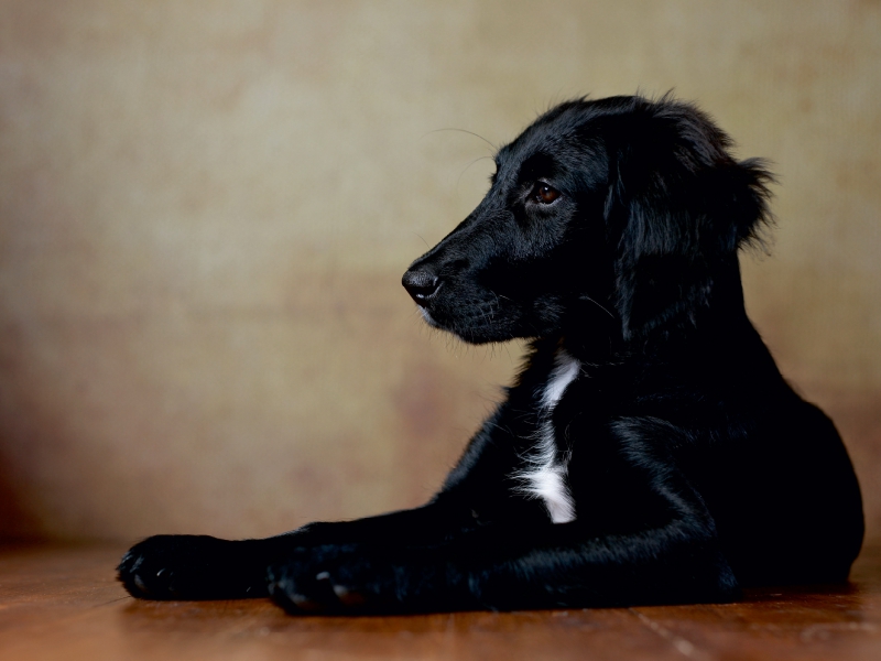 Hazel - Retriever x Labrador x Münsterländer-Mix, 14 Wochen