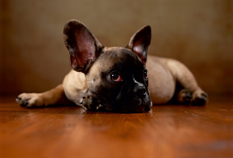 Rocky - Französische Bulldogge,16 Wochen