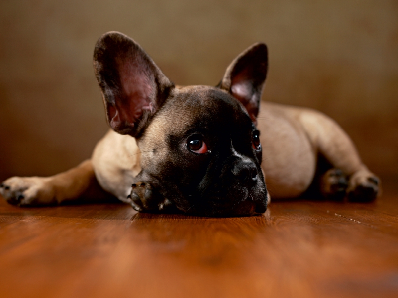 Rocky - Französische Bulldogge,16 Wochen