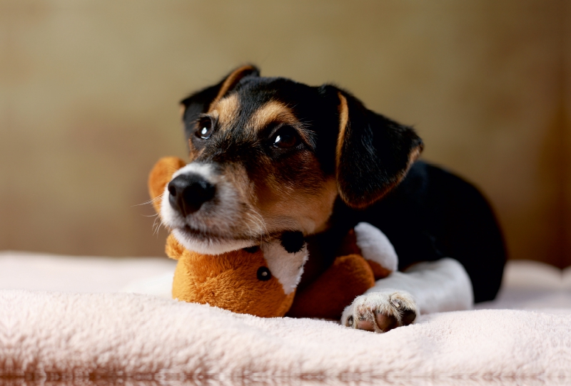 Liu - Jack Russell-Terrier, 10 Wochen