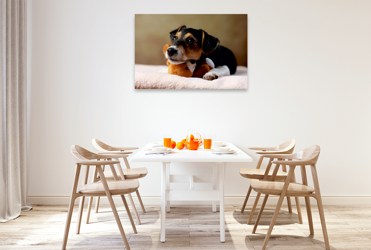 Liu - Jack Russell-Terrier, 10 Wochen