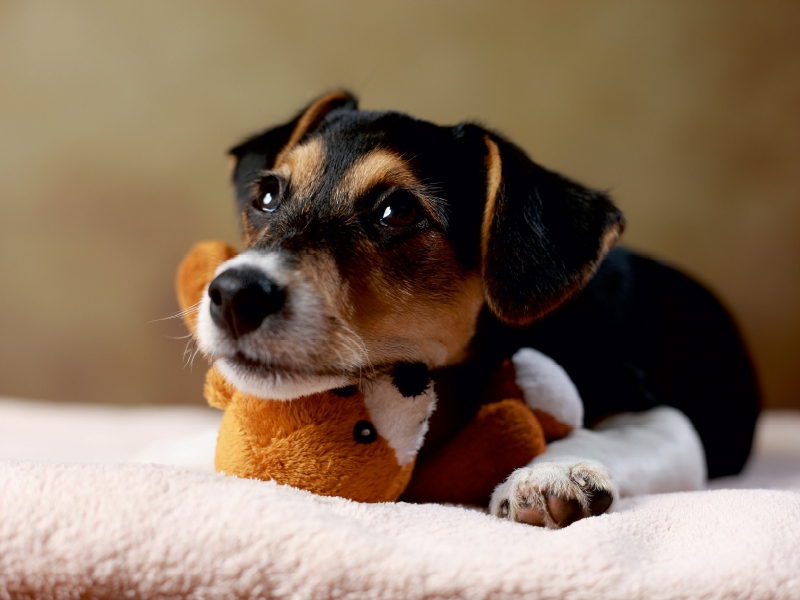 Liu - Jack Russell-Terrier, 10 Wochen