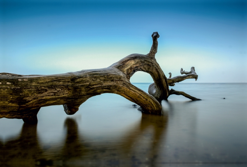 Alter Baum am Strand bei Loissin