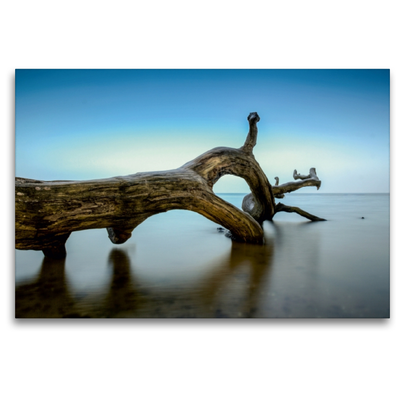 Alter Baum am Strand bei Loissin