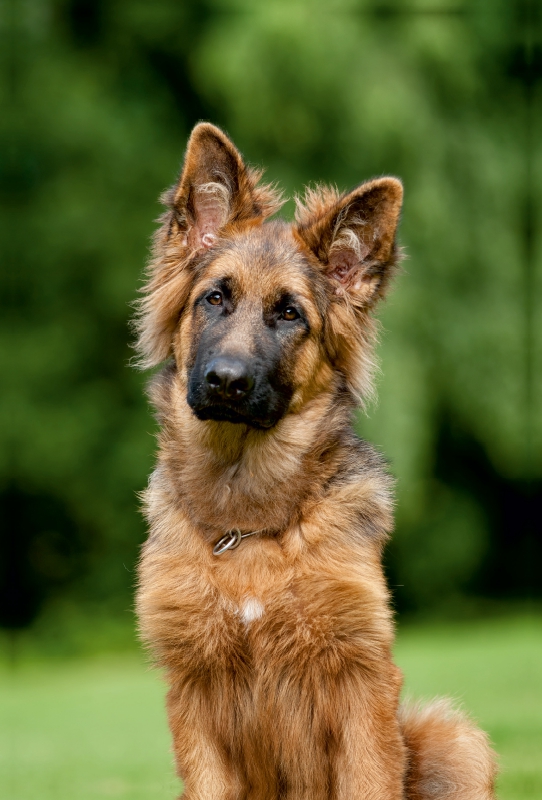 Schäferhund Leo