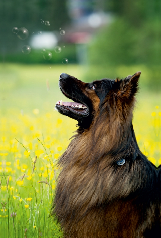 Schäferhund Balou