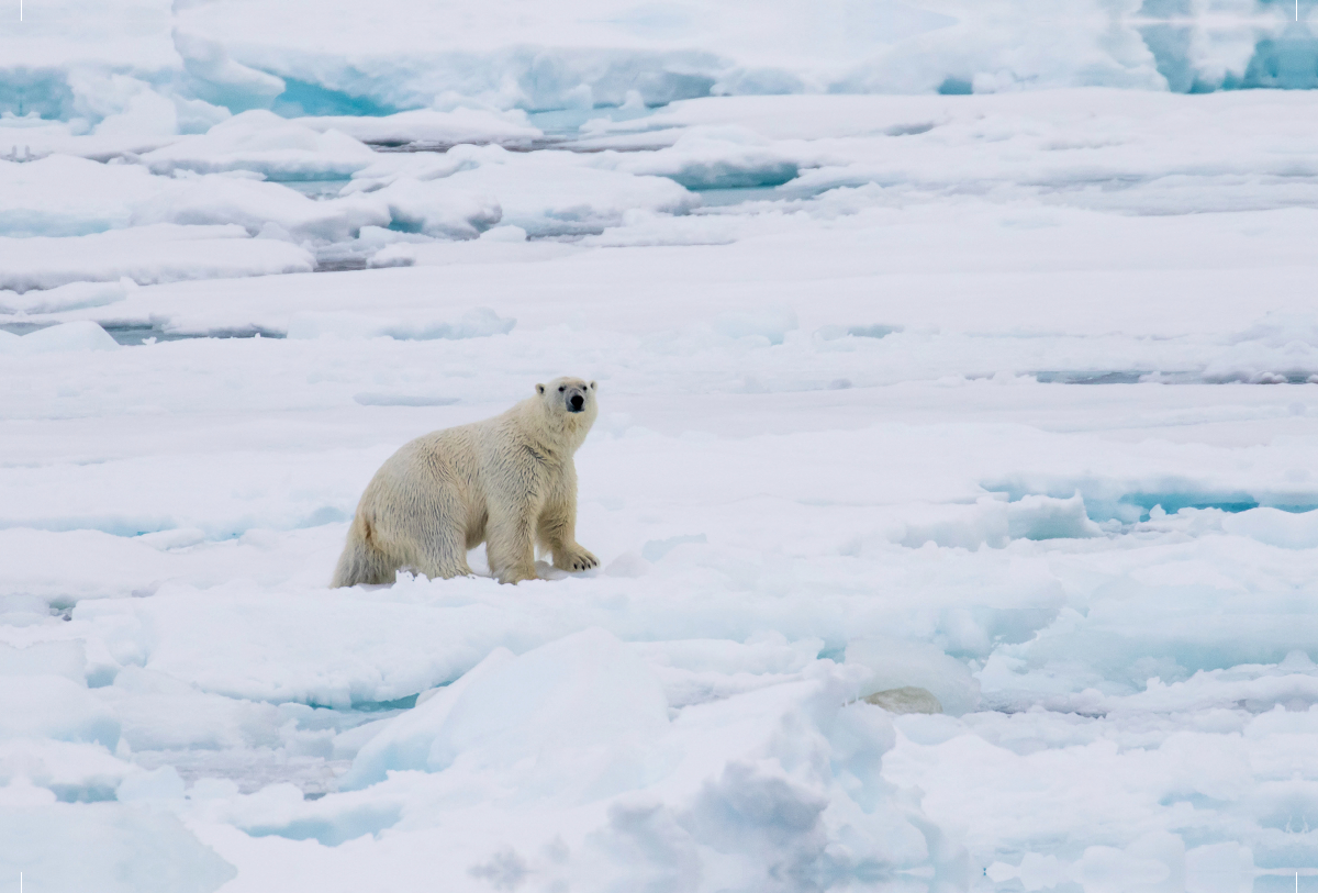 Eisbär