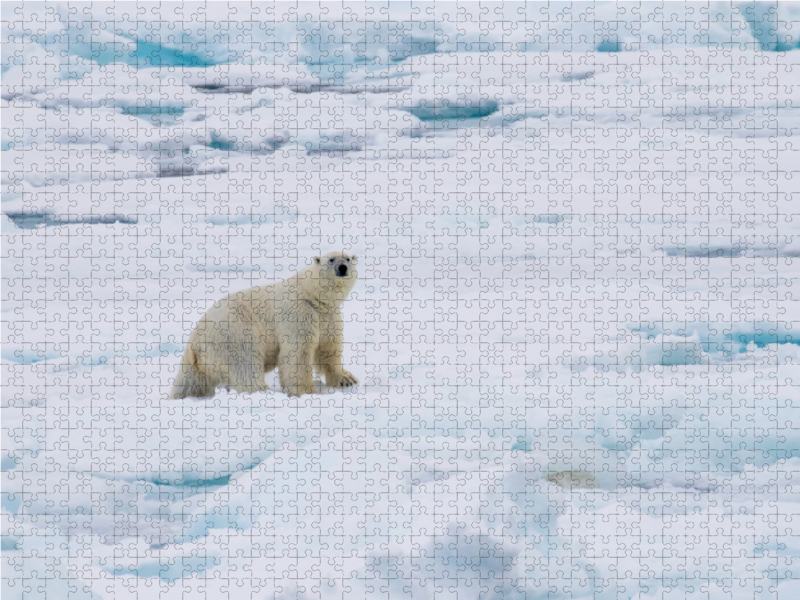 Eisbär