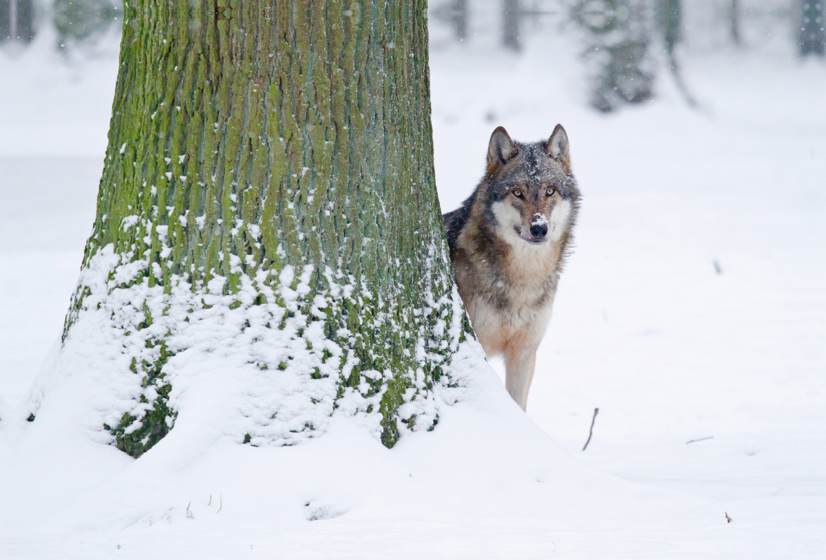 Wolf im Winter