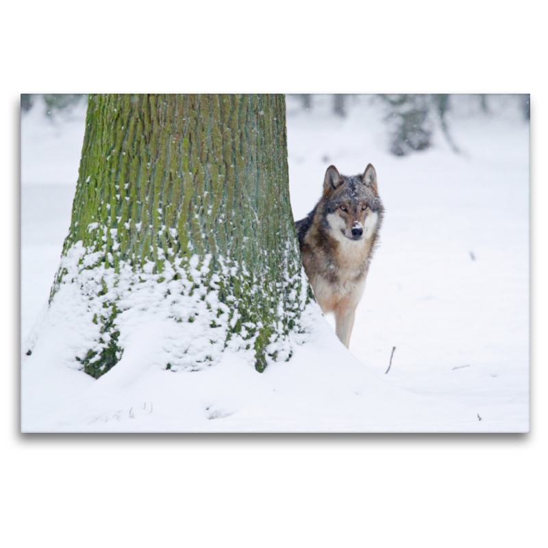 Wolf im Winter