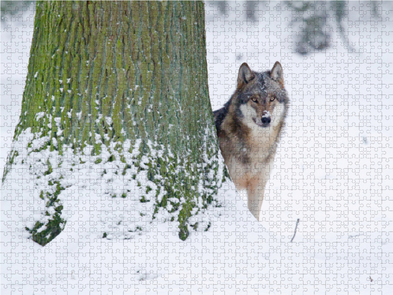 Wolf im Winter