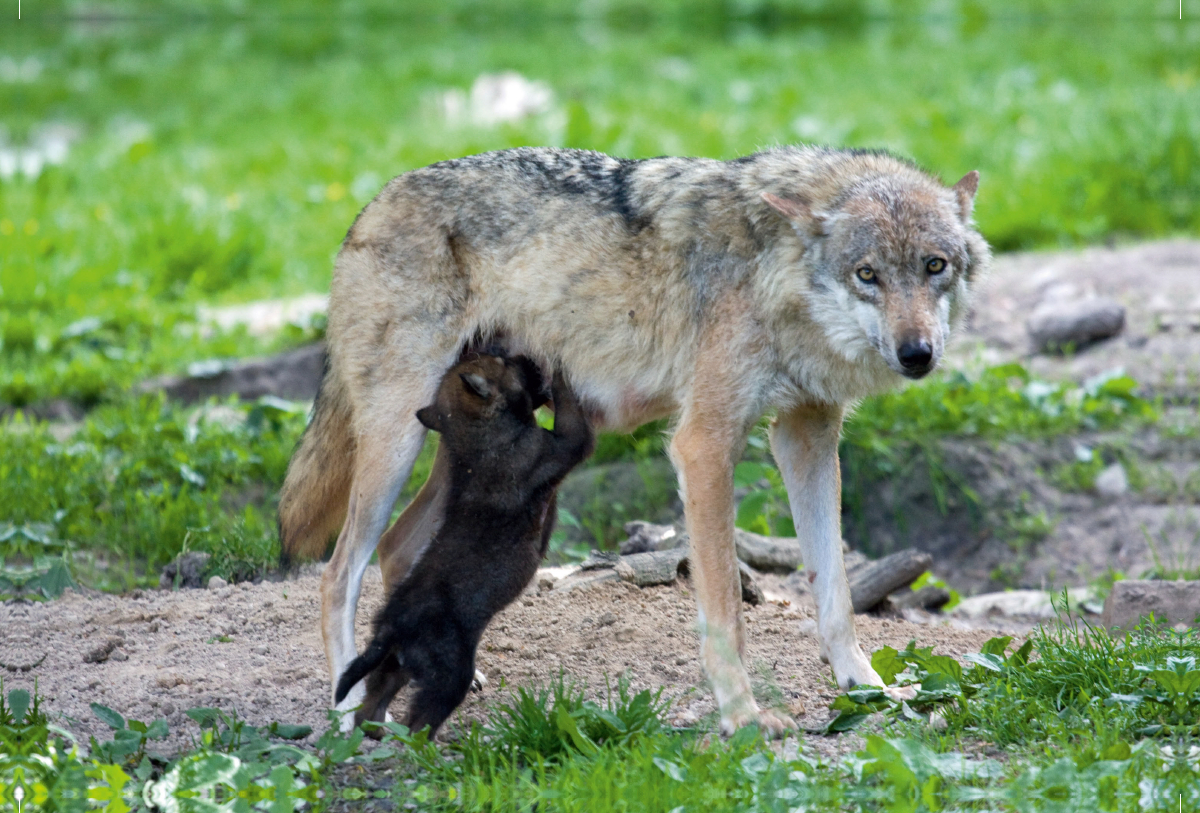 Wolfswelpe beim Saugen