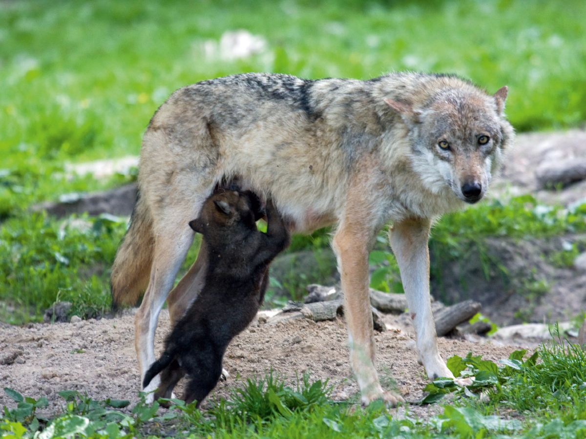 Wolfswelpe beim Saugen