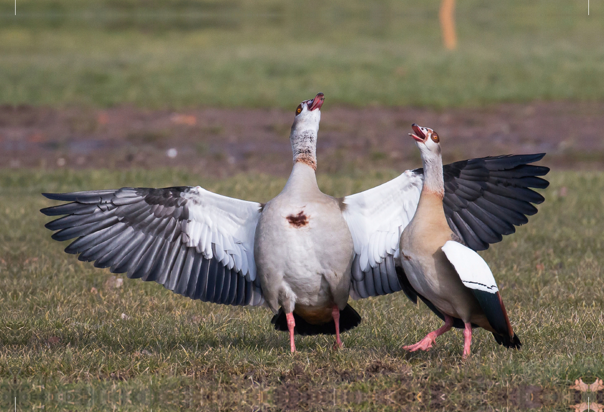 Balzende Nilgänse