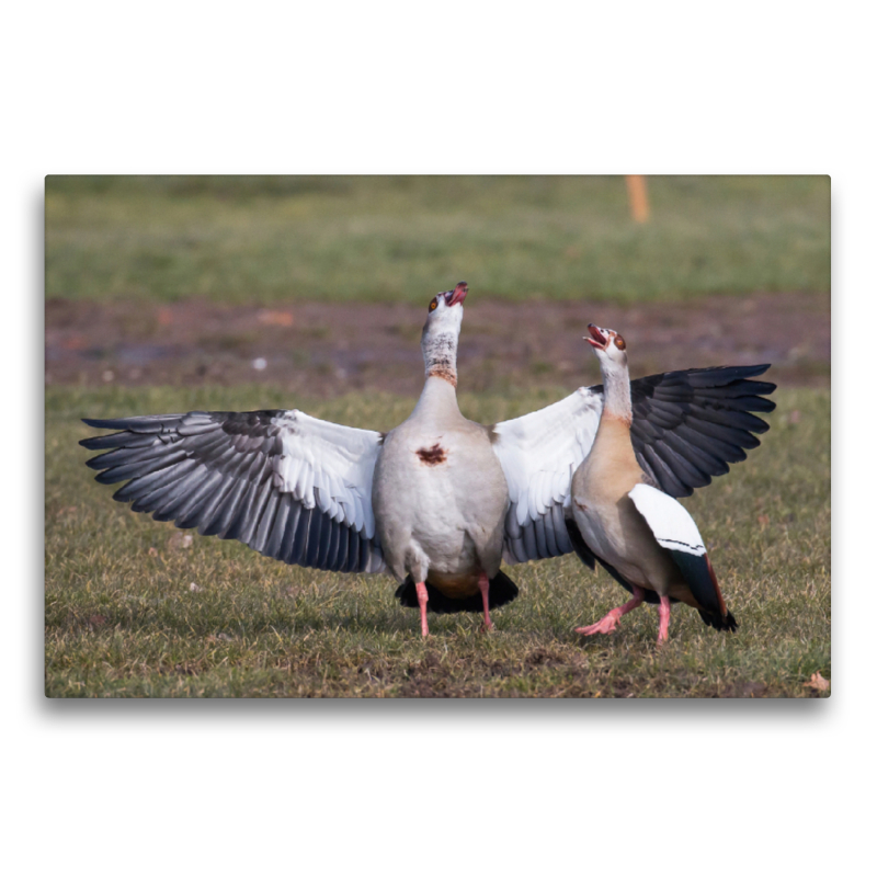 Balzende Nilgänse