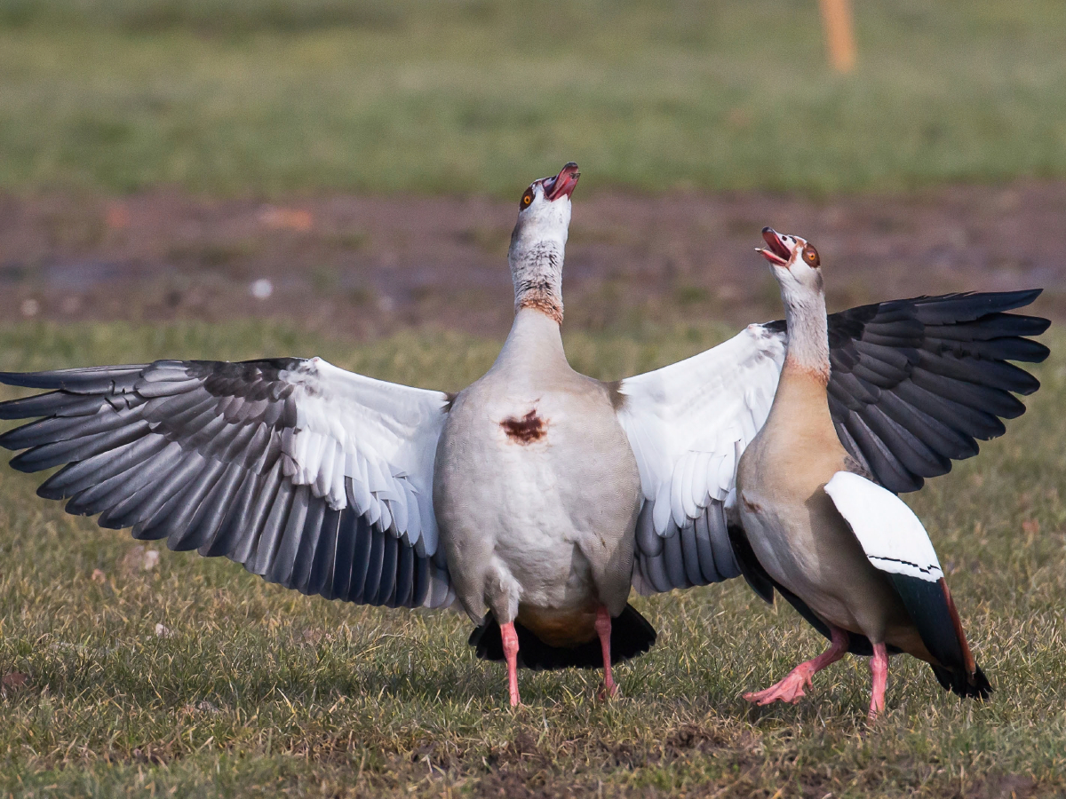 Balzende Nilgänse