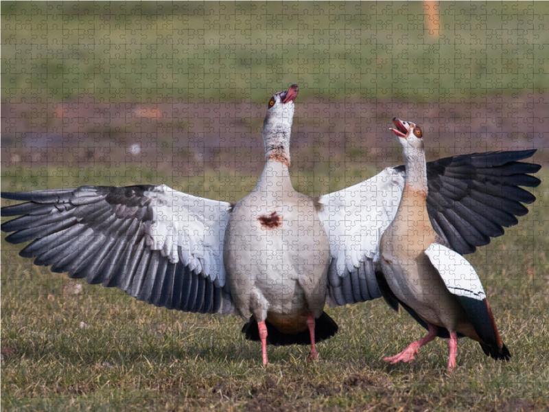 Balzende Nilgänse