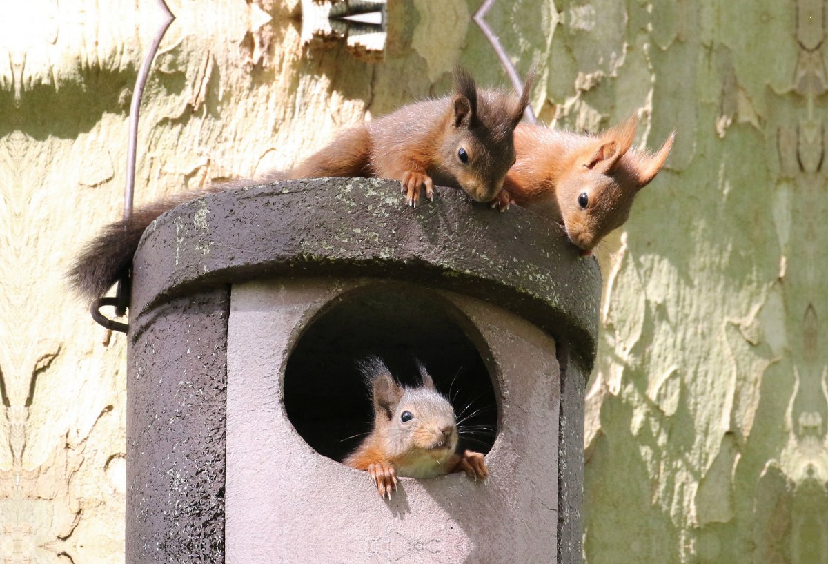 Spielende junge Eichhörnchen