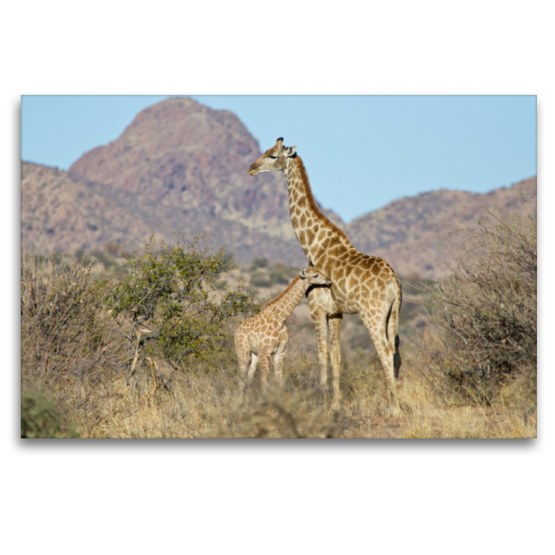 Giraffe mit Jungtier