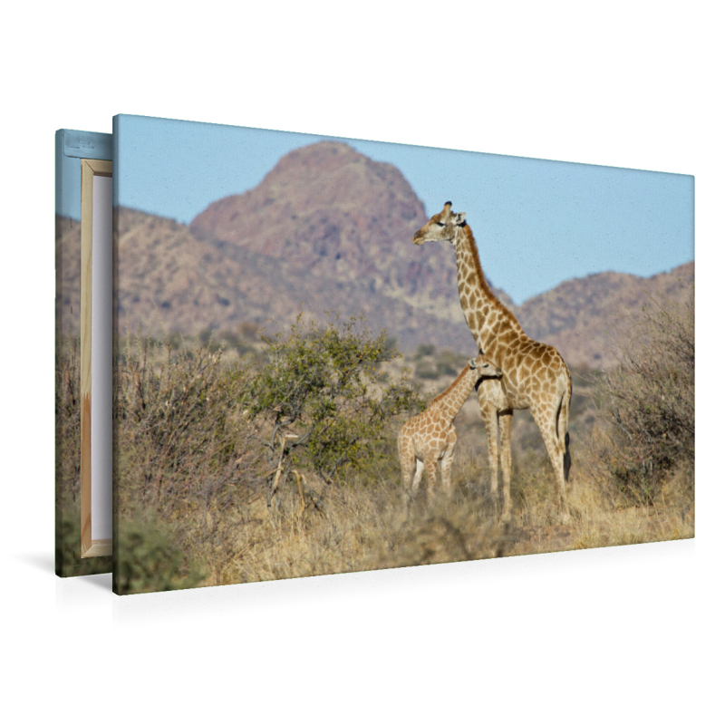 Giraffe mit Jungtier