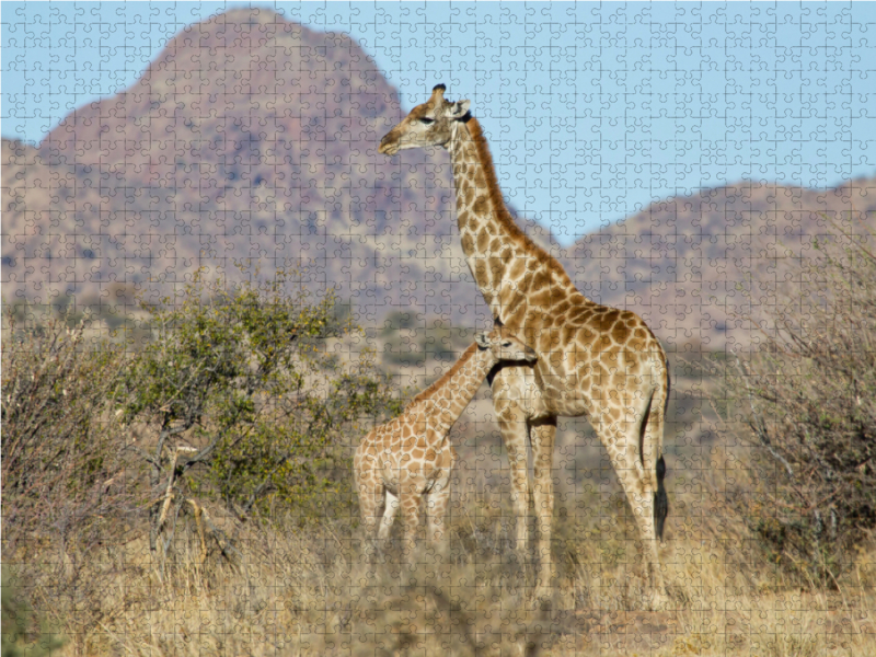 Giraffe mit Jungtier