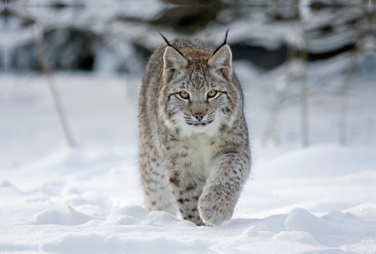 Luchs läuft durch Schnee