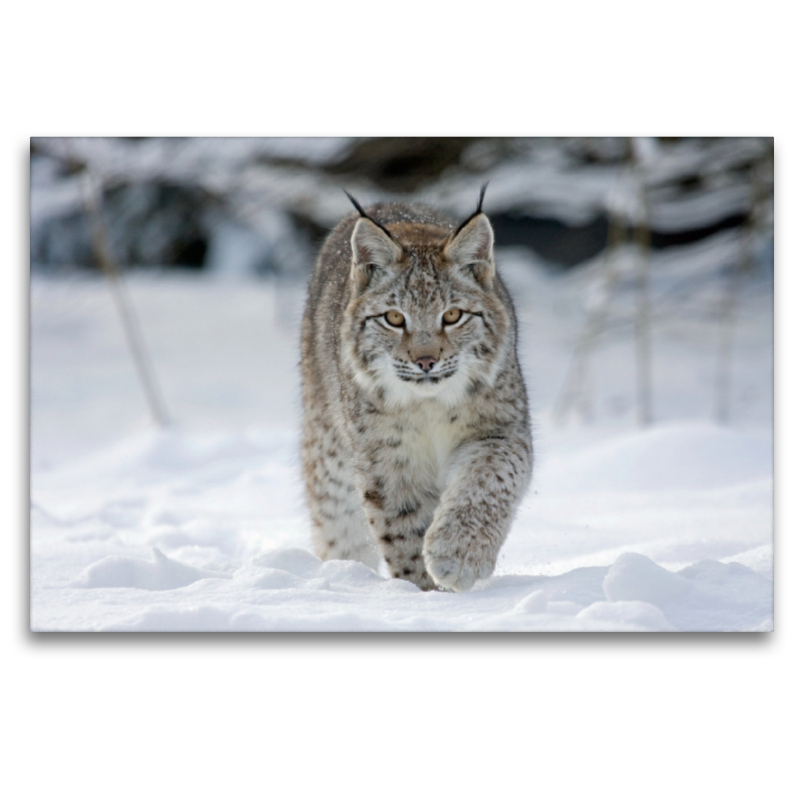 Luchs läuft durch Schnee