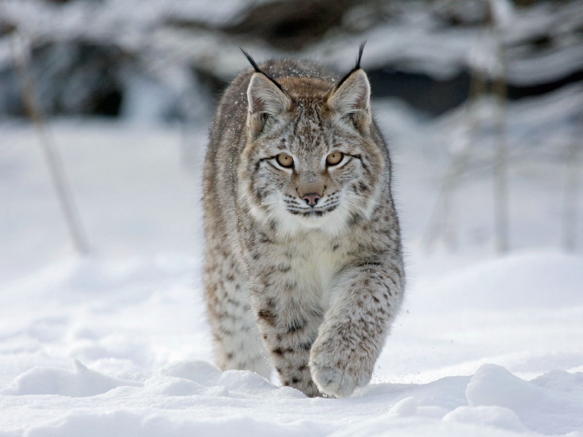 Luchs läuft durch Schnee