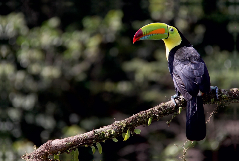 Swainsontukan aus dem Vogelparadies Costa Rica