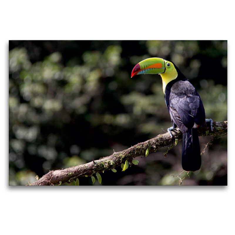 Swainsontukan aus dem Vogelparadies Costa Rica