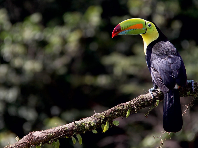 Swainsontukan aus dem Vogelparadies Costa Rica