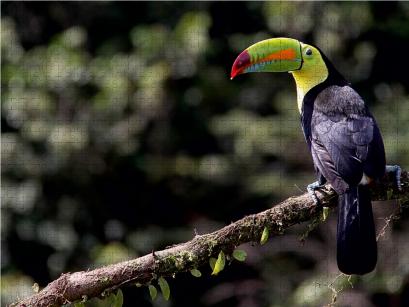 Swainsontukan aus dem Vogelparadies Costa Rica