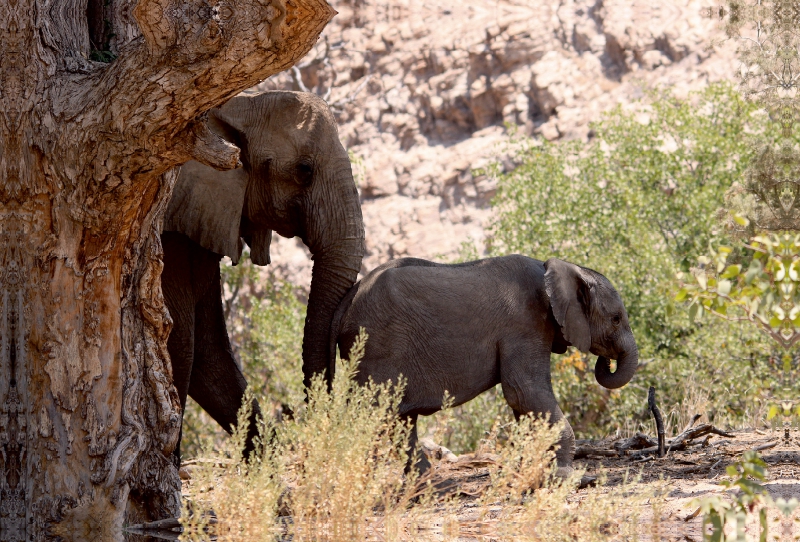 Elefant mit Baby unterwegs.  Jumbo - Auf den Spuren der Elefanten in Namibia