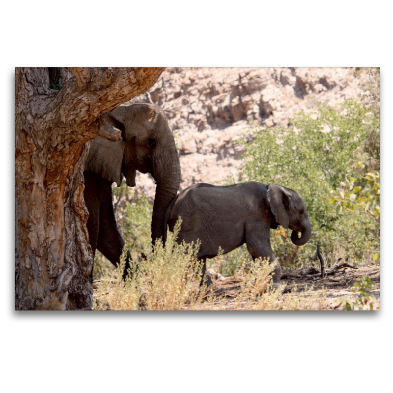 Elefant mit Baby unterwegs.  Jumbo - Auf den Spuren der Elefanten in Namibia