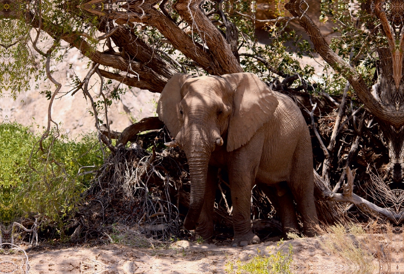 Schattenplatz.  Jumbo - Auf den Spuren der Elefanten in Namibia