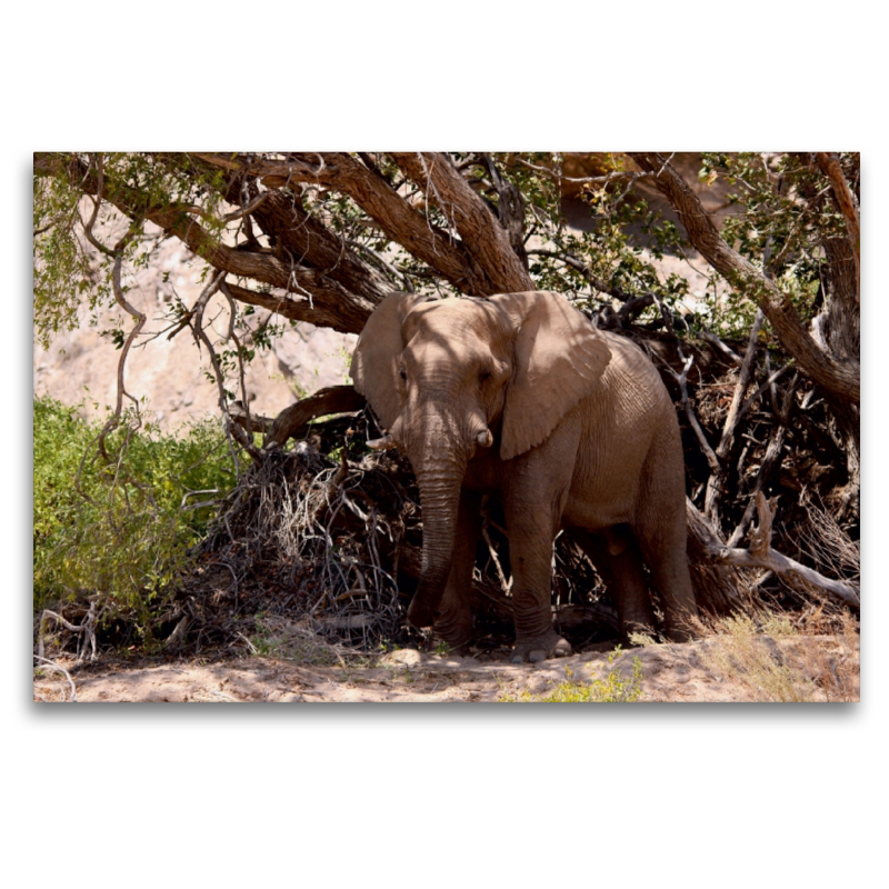 Schattenplatz.  Jumbo - Auf den Spuren der Elefanten in Namibia