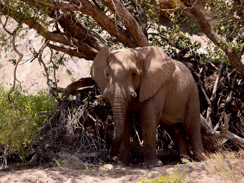 Schattenplatz.  Jumbo - Auf den Spuren der Elefanten in Namibia