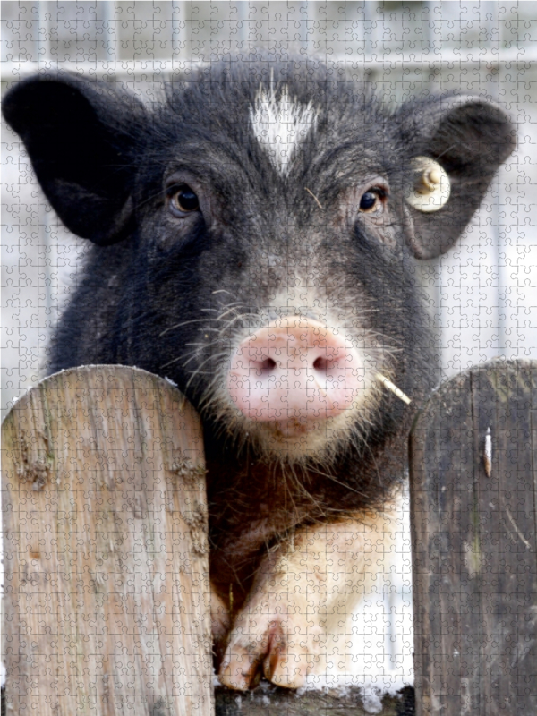 Ferkel steht am Zaun