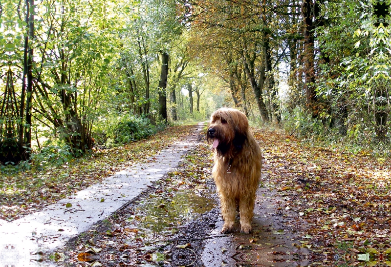 Briard auf Herbstwanderung