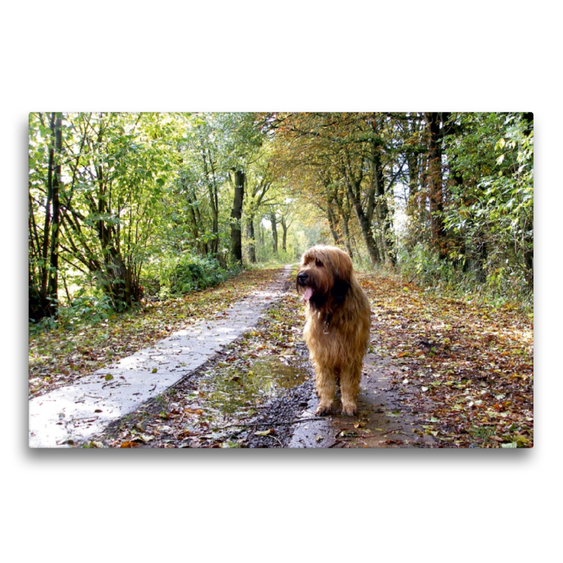 Briard auf Herbstwanderung